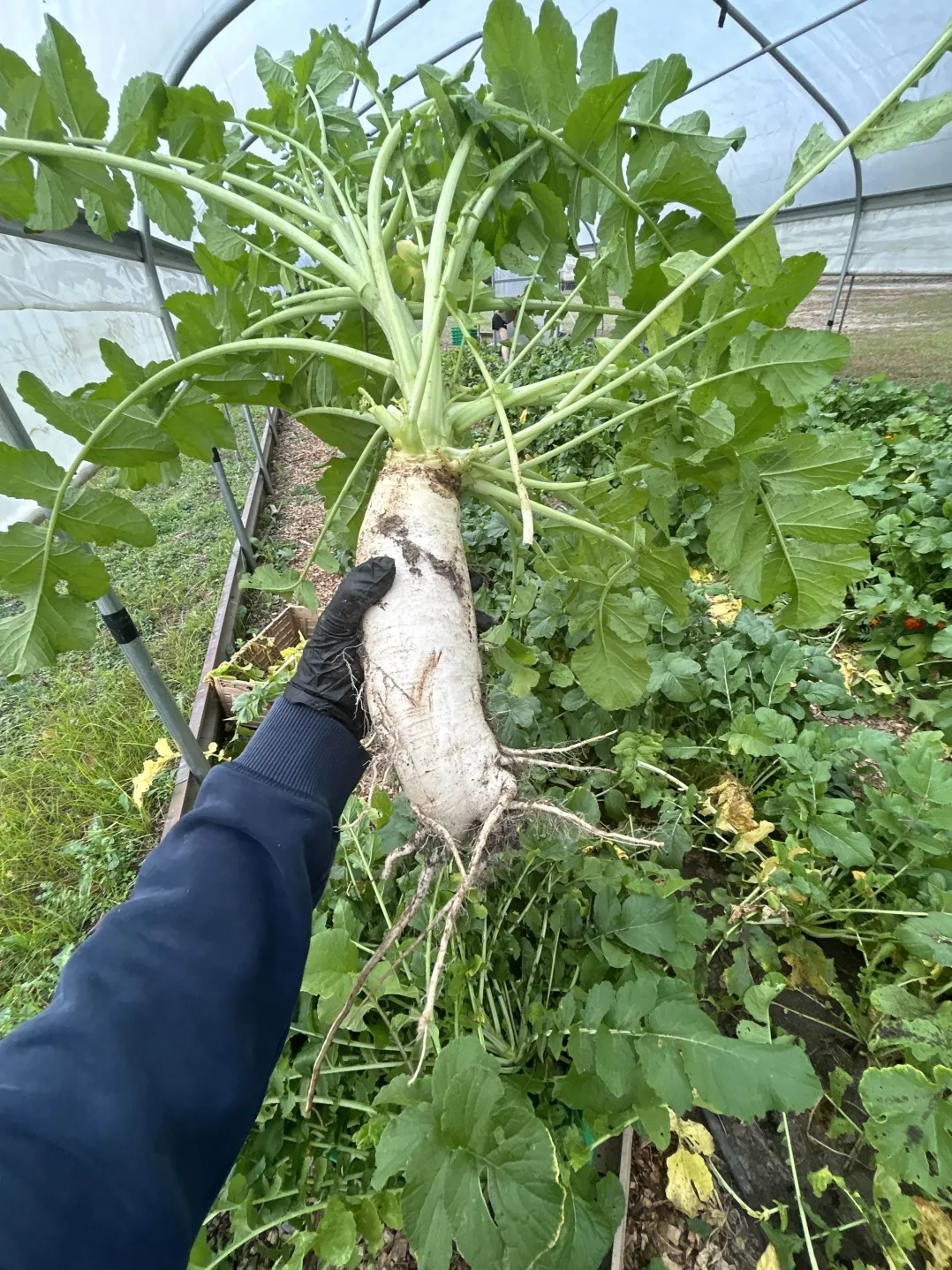 farm